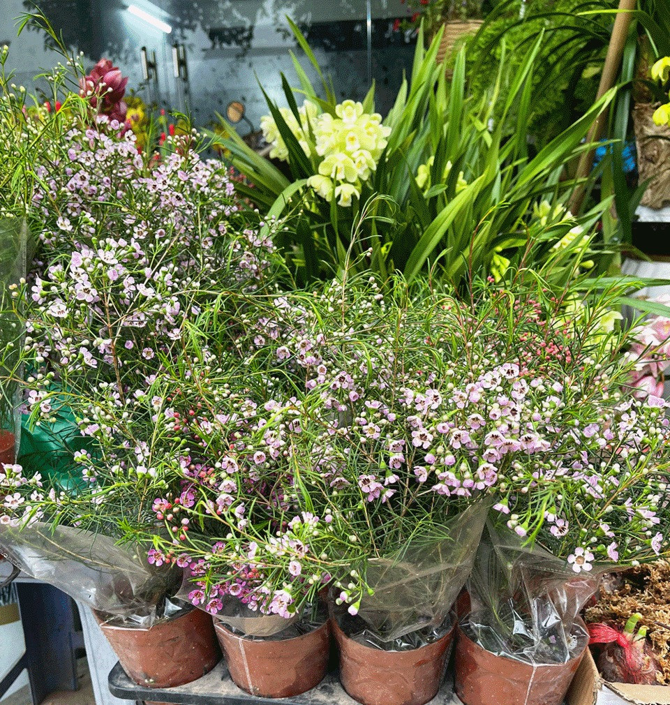 Đặc biệt, nếu ai thích chơi hoa thanh liễu, mọi năm chỉ có cành, năm nay thị trường đã có cây nhỏ mini, với 2 loại hoa tím đỏ và trắng. Cây hoa thanh liêu cũng lần đầu tiên có mặt trên thị trường Tết tại Hà Nội. Giá từ 170.000 - 200.000/cây.