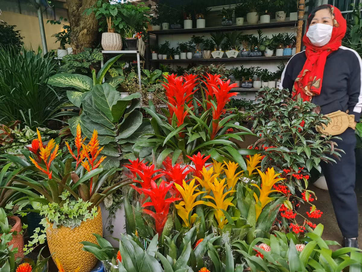 Hoa nến có mức giá dao động từ 160.000 - 190.000 đồng.