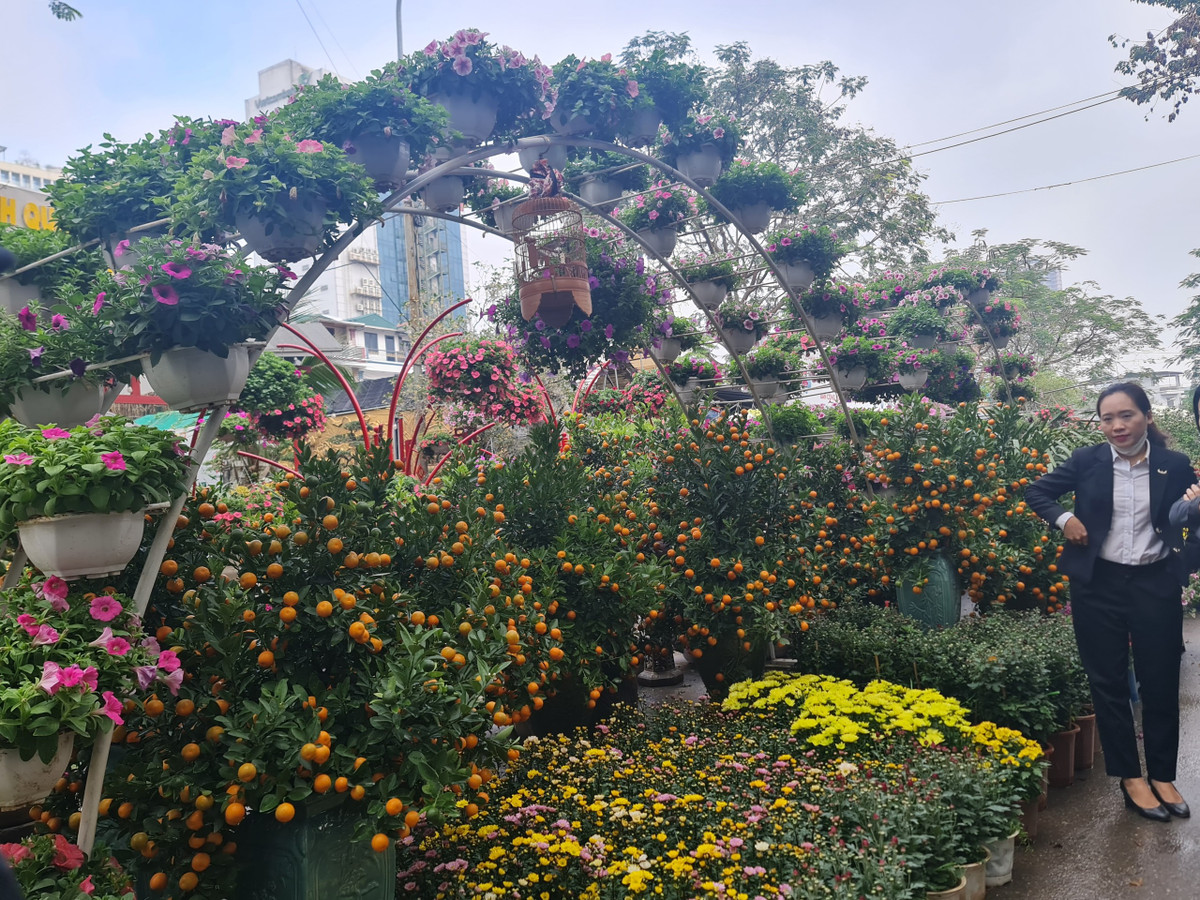 Các chậu quất có giá đắt hơn so với năm ngoái, chênh lệch từ 200 - 300 nghìn đồng. Để thu hút khách mua sắm, các nhà vườn năm nay cũng đổi mới, lai tạo hoa ra khá nhiều màu sắc khác nhau. Theo ghi nhận của phóng viên, các loại hoa phong lan, quất, đào cơ bản giữ giá so với năm trước, tuy có mức tăng nhẹ khoảng 5 - 10%, chủ yếu do chi phí chăm bón, giá cước vận tải tăng. Theo đó, gia cây, hoa Tết Quý Mão vẫn phù hợp với nhiều người, đa dạng từ quất, đào, hoa lan, cây cảnh, cây thế.