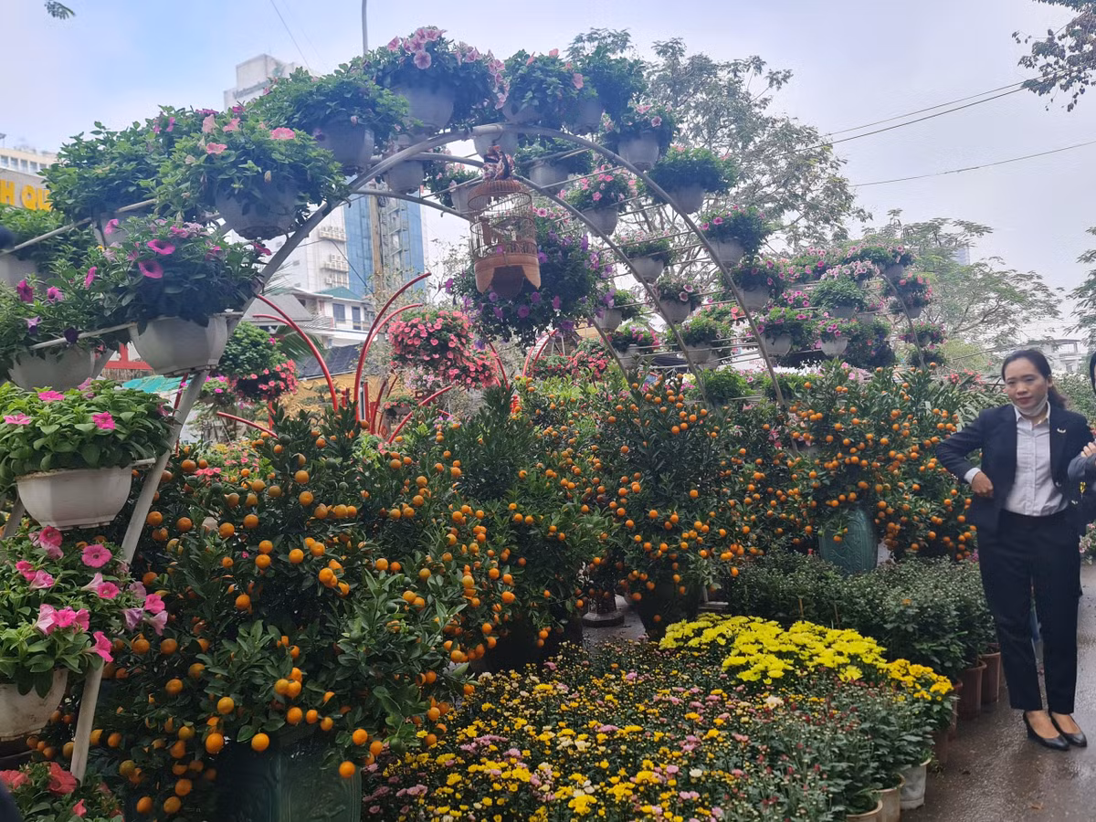 Các chậu quất có giá đắt hơn so với năm ngoái, chênh lệch từ 200 - 300 nghìn đồng. Để thu hút khách mua sắm, các nhà vườn năm nay cũng đổi mới, lai tạo hoa ra khá nhiều màu sắc khác nhau. Theo ghi nhận của phóng viên, các loại hoa phong lan, quất, đào cơ bản giữ giá so với năm trước, tuy có mức tăng nhẹ khoảng 5 - 10%, chủ yếu do chi phí chăm bón, giá cước vận tải tăng. Theo đó, gia cây, hoa Tết Quý Mão vẫn phù hợp với nhiều người, đa dạng từ quất, đào, hoa lan, cây cảnh, cây thế.