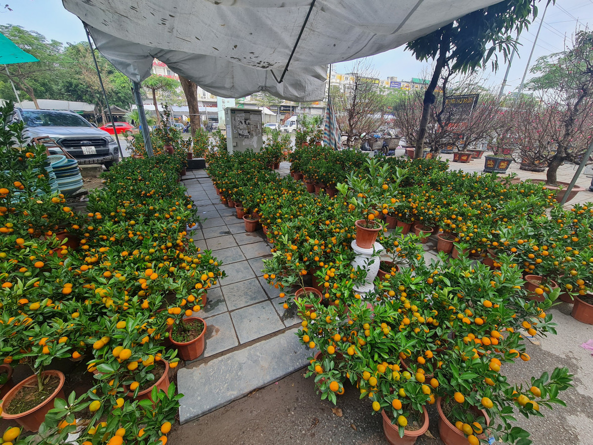 Quất cảnh nhỏ, gọn hiện có giá 140.000 - 160.000 đồng/chậu