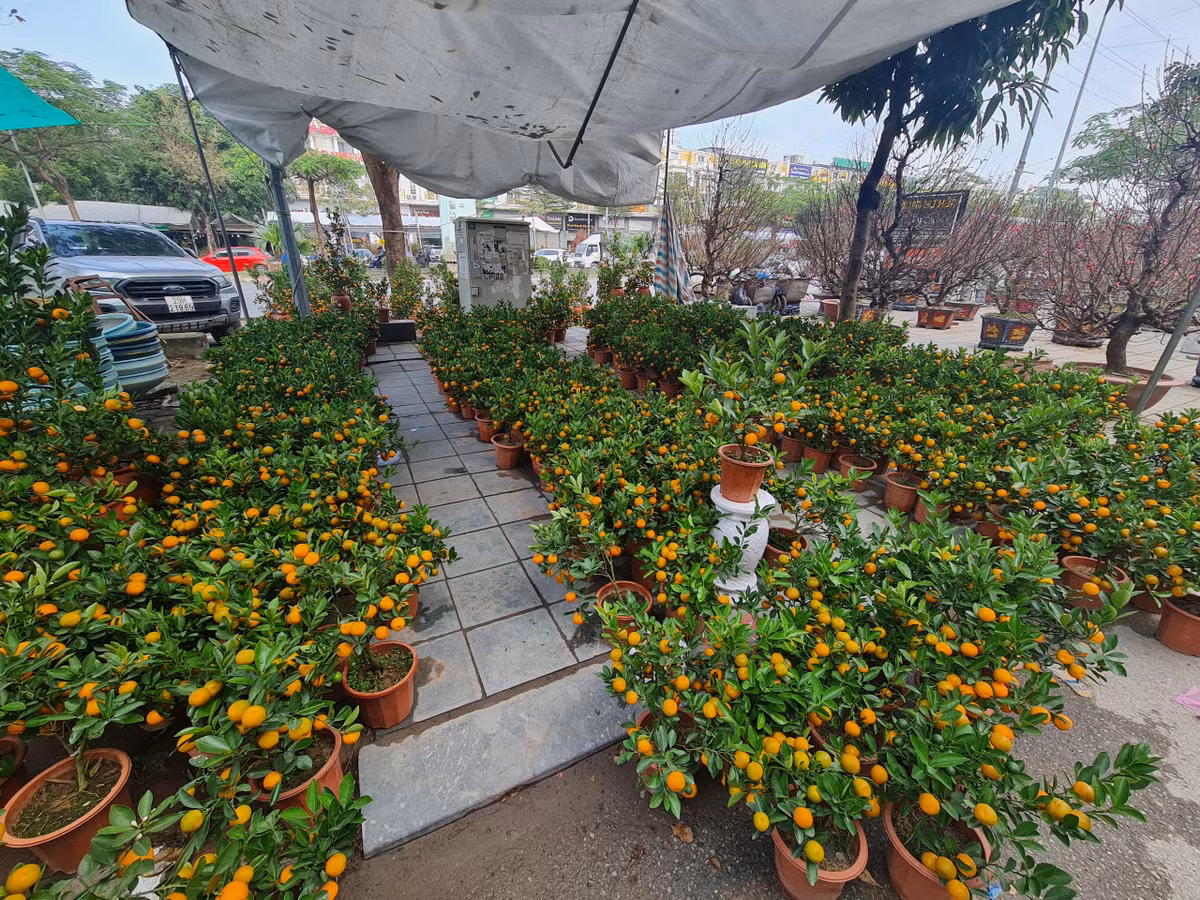 Quất cảnh nhỏ, gọn hiện có giá 140.000 - 160.000 đồng/chậu