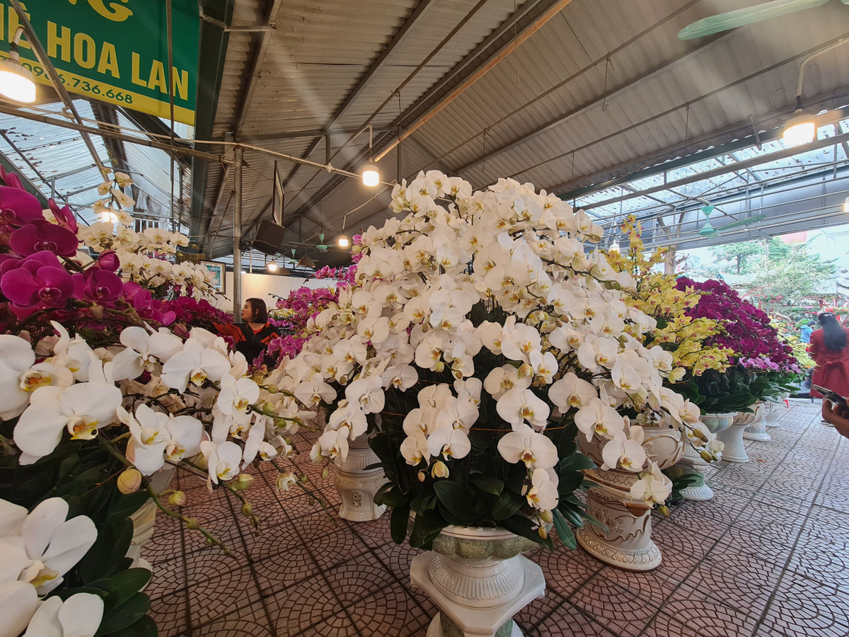 Thị trường lan hồ điệp phong phú, đa dạng về màu sắc. Giá dao động từ 170.000 - 220.000 đồng/cành tùy kích cỡ, kiểu dáng. Địa lan màu xanh ngọc năm trước mới có, nhưng cành thẳng, năm nay có loại cành rủ.