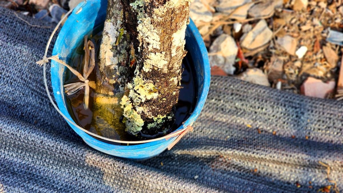 Nguoi Ha Noi chi bac trieu cho thu choi hoa le sau Tet-Hinh-12