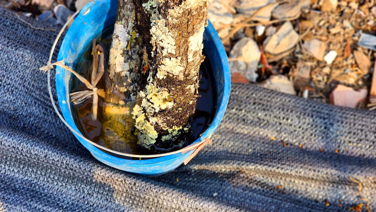 Nguoi Ha Noi chi bac trieu cho thu choi hoa le sau Tet-Hinh-12