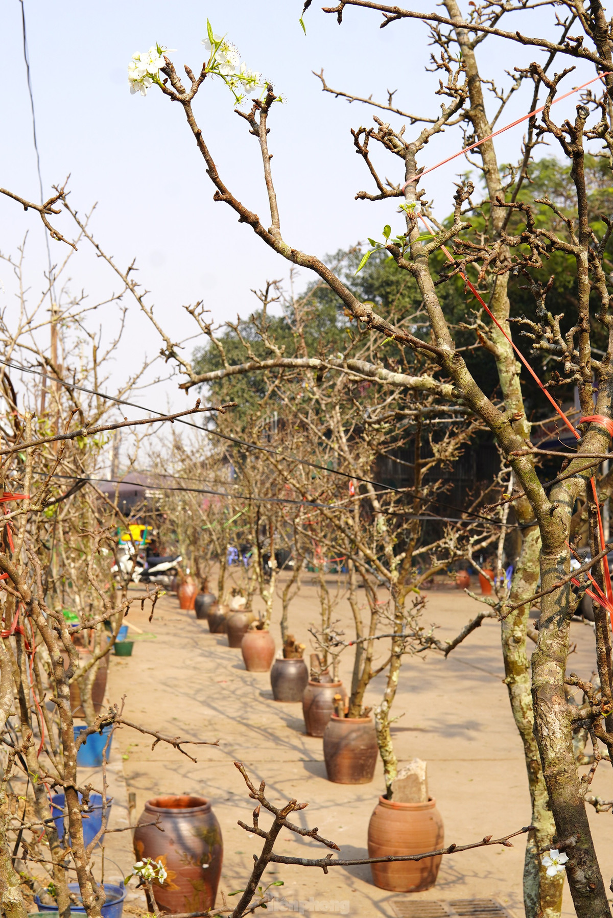Nguoi Ha Noi chi bac trieu cho thu choi hoa le sau Tet-Hinh-9