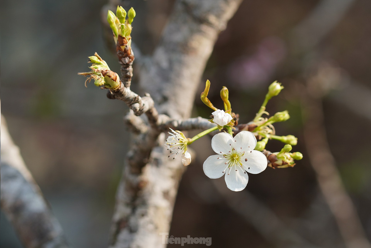 Nguoi Ha Noi chi bac trieu cho thu choi hoa le sau Tet-Hinh-13
