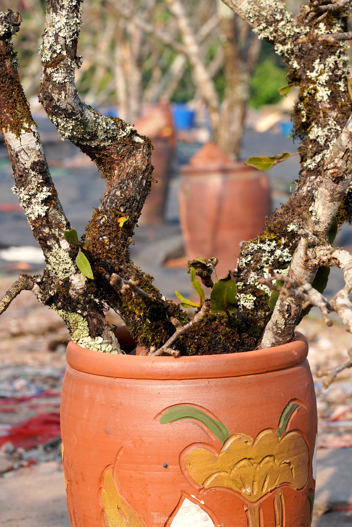 Nguoi Ha Noi chi bac trieu cho thu choi hoa le sau Tet-Hinh-11