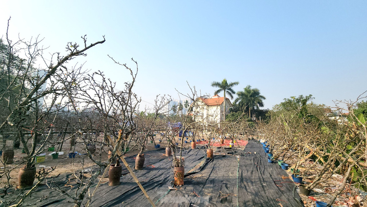 Nguoi Ha Noi chi bac trieu cho thu choi hoa le sau Tet-Hinh-2