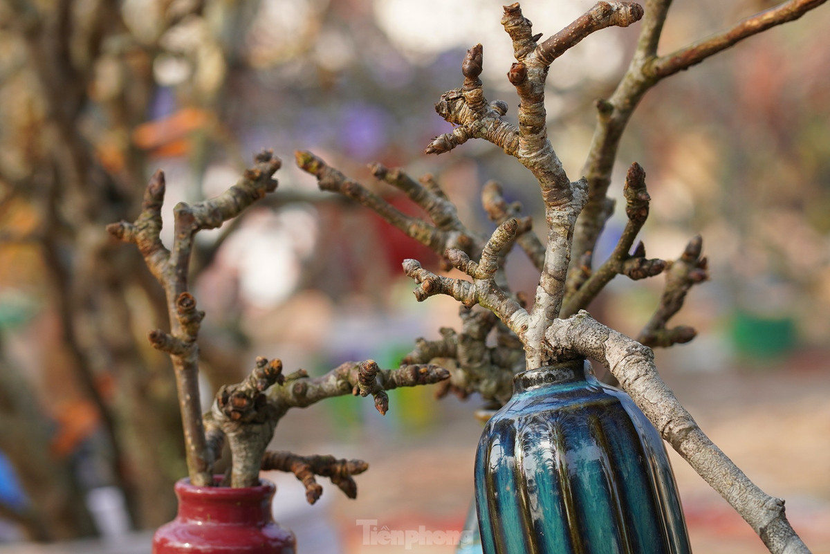 Nguoi Ha Noi chi bac trieu cho thu choi hoa le sau Tet-Hinh-10