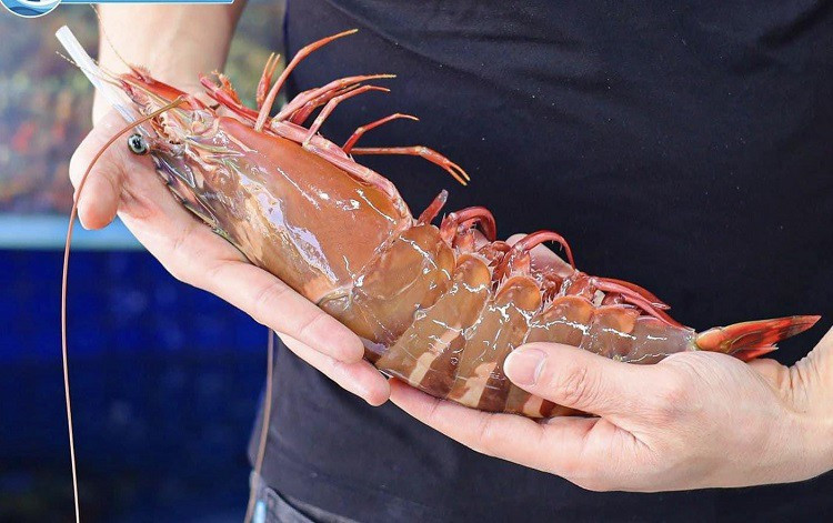 Bat ngo tom su “khong lo” tu bien ve dat lien co gia 10 trieu dong/con