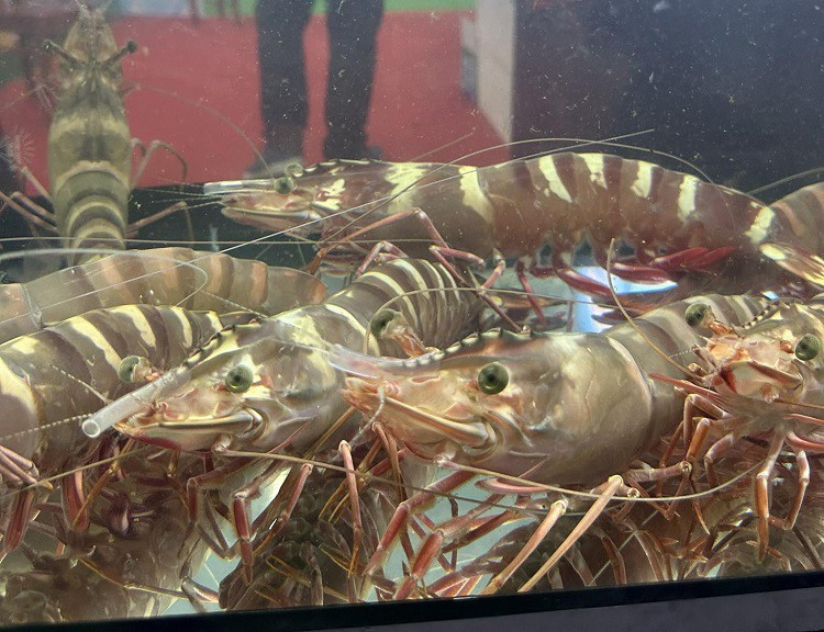 Bat ngo tom su “khong lo” tu bien ve dat lien co gia 10 trieu dong/con-Hinh-2