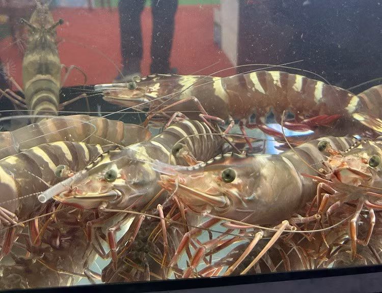 Bất ngờ tôm sú “khổng lồ” từ biển về đất liền có giá 10 triệu đồng/con - Hình 2 Bat ngo tom su “khong lo” tu bien ve dat lien co gia 10 trieu dong/con-Hinh-2