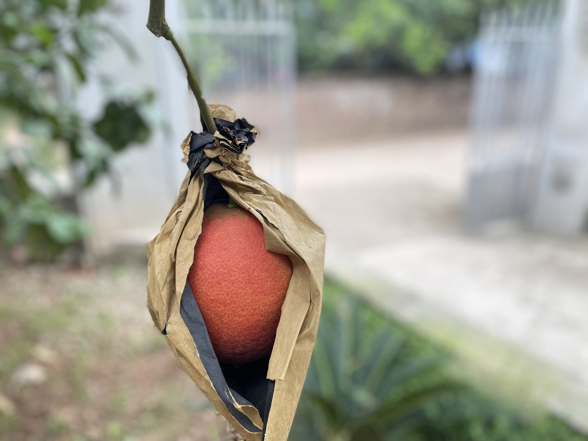 Bưởi đỏ Đông Cao khi còn non có màu xanh. Quả khi già sẽ chuyển dần sang màu vàng và khi bưởi chín sẽ chuyển sang màu đỏ như trái gấc. Điều đặc biệt, bưởi đỏ từ vỏ đến ruột, thu hoạch vào cuối năm, trùng dịp Tết Nguyên đán nên được người tiêu dùng ưa chuộng, luôn được giá cao và không đủ hàng để bán. Trong ảnh, bưởi đỏ được bao trái để giữ màu và hạn chế sự tấn công và phá hoại của côn trùng, sâu bọ. 