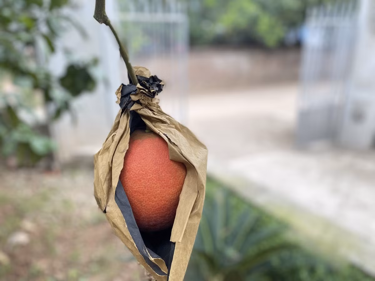 Bưởi đỏ Đông Cao khi còn non có màu xanh. Quả khi già sẽ chuyển dần sang màu vàng và khi bưởi chín sẽ chuyển sang màu đỏ như trái gấc. Điều đặc biệt, bưởi đỏ từ vỏ đến ruột, thu hoạch vào cuối năm, trùng dịp Tết Nguyên đán nên được người tiêu dùng ưa chuộng, luôn được giá cao và không đủ hàng để bán. Trong ảnh, bưởi đỏ được bao trái để giữ màu và hạn chế sự tấn công và phá hoại của côn trùng, sâu bọ. 