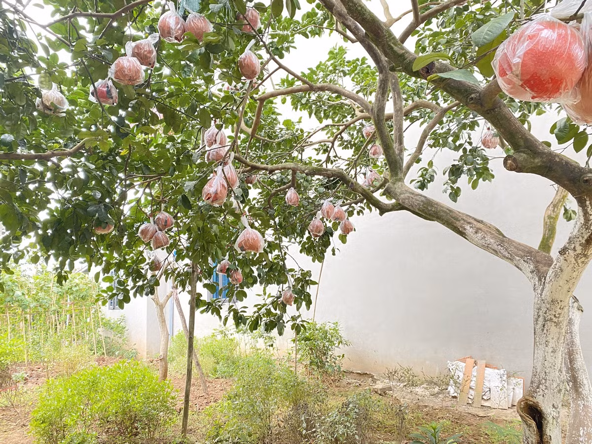 Bắt đầu từ tháng 8 Âm lịch cây sẽ ra quả bưởi hồng. Đến tháng 10 Âm lịch, bưởi sẽ chuyển sang màu đỏ để thu hoạch vào tháng 12 Âm lịch.