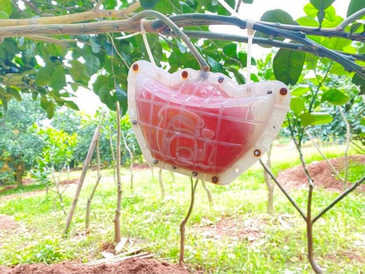 Bưởi đỏ bánh men với hình thù dẹt, tròn được ép khuôn tạo hình thỏi vàng. 