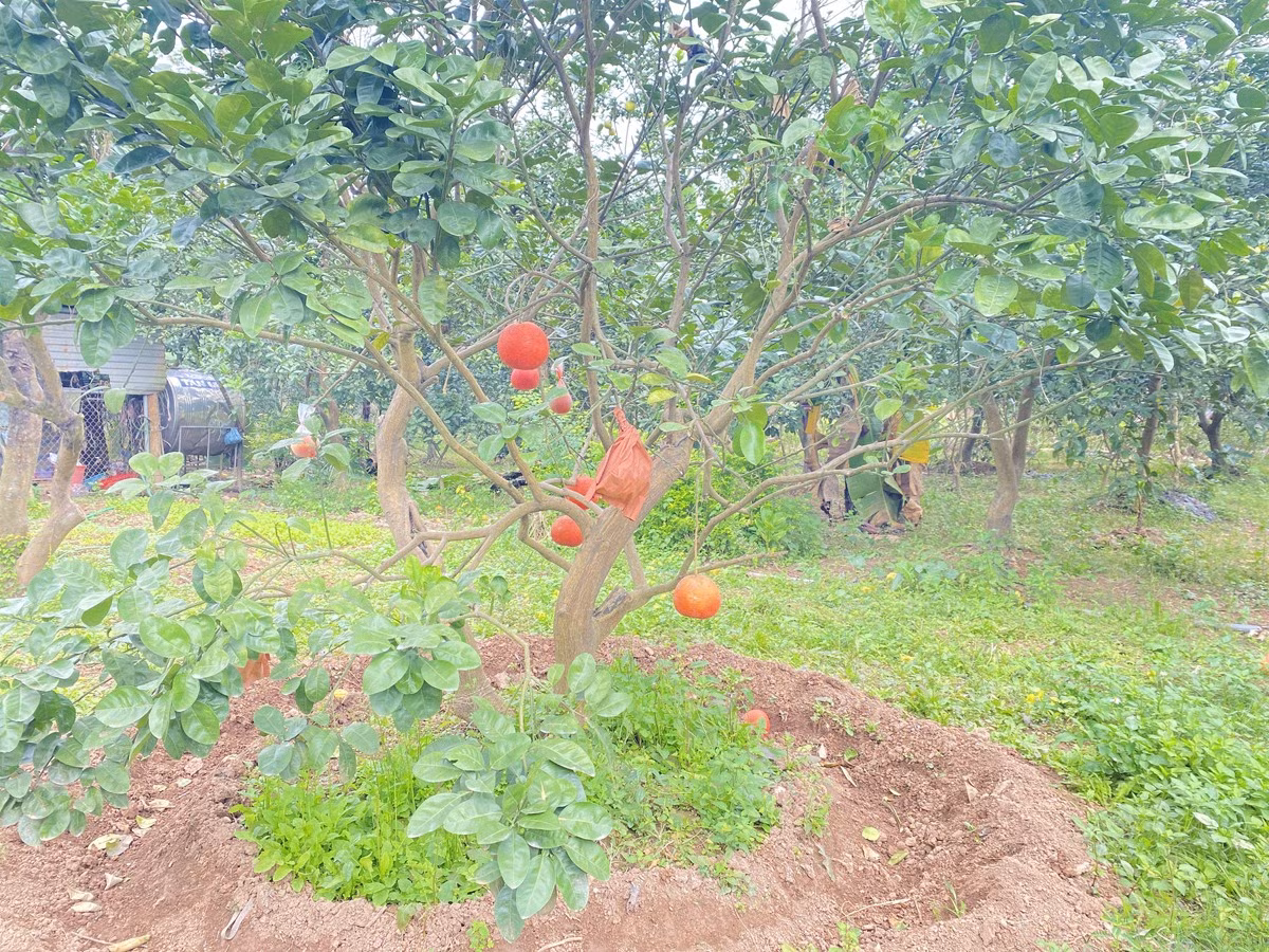 Trước Tết Âm lịch, nông dân sẽ bón phân để chuẩn bị cho mùa vụ tiếp theo.