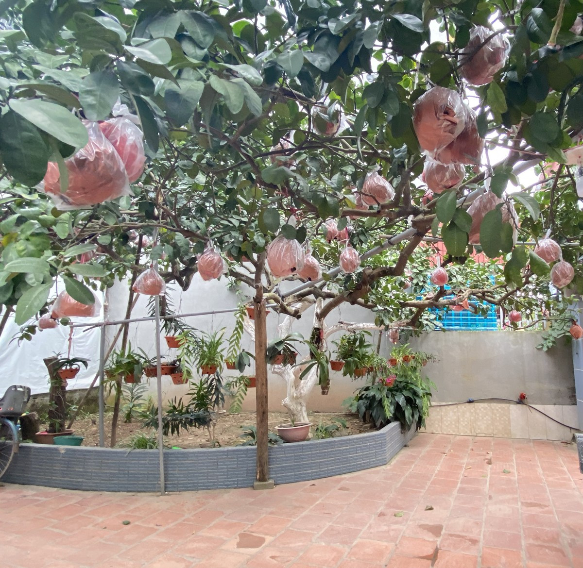 Để mang tới cho khách quả bưởi đạt chất lượng cao, đòi hỏi người nông dân phải chăm sóc cây từ khi còn nhỏ. Trước khi trồng cây giống, đất phải được xử lý kỹ, luống phải đạt tiêu chuẩn đô cao, đảm bảo khoảng cách trồng. Hiện tại, thôn Đông Cao có 100 hộ dân trồng bưởi đỏ. Trung bình, mỗi cây ra 80-100 quả.