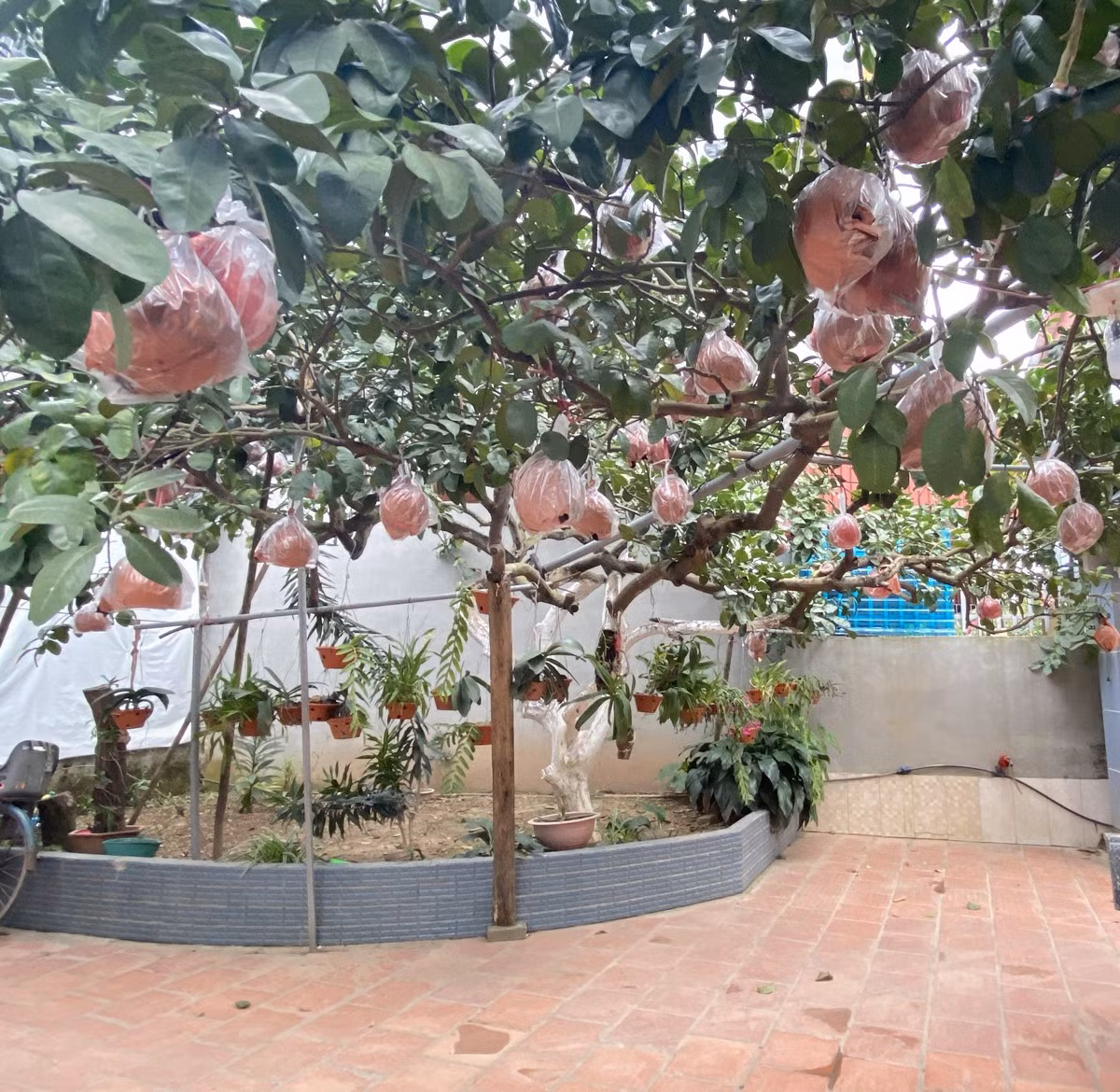 Để mang tới cho khách quả bưởi đạt chất lượng cao, đòi hỏi người nông dân phải chăm sóc cây từ khi còn nhỏ. Trước khi trồng cây giống, đất phải được xử lý kỹ, luống phải đạt tiêu chuẩn đô cao, đảm bảo khoảng cách trồng. Hiện tại, thôn Đông Cao có 100 hộ dân trồng bưởi đỏ. Trung bình, mỗi cây ra 80-100 quả.