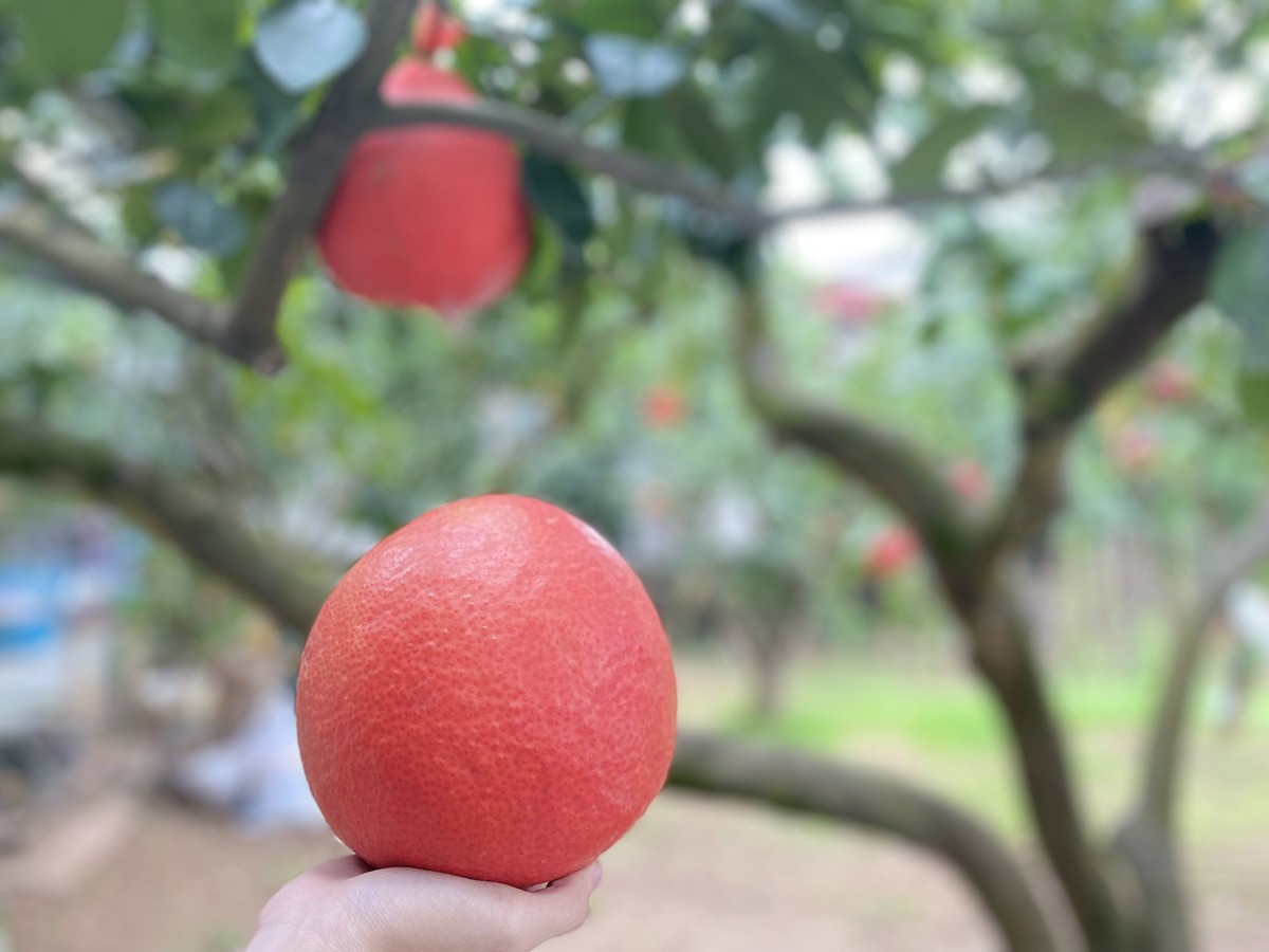 Thôn Đông Cao, xã Tráng Việt, huyện Mê Linh, Hà Nội đang lưu giữ giống bưởi đỏ quý hiếm (còn gọi là bưởi gấc hay bưởi đỏ "tiến vua"). Dù còn khoảng hơn một tháng nữa mới đến Tết Âm lịch nhưng bưởi đỏ Đông Cao đã gần như “cháy hàng”. Do đây là loại bưởi hiếm nên có giá cao hơn so với các loại bưởi thông thường (dao động 50 000 - 70 000 đồng/1 quả). 