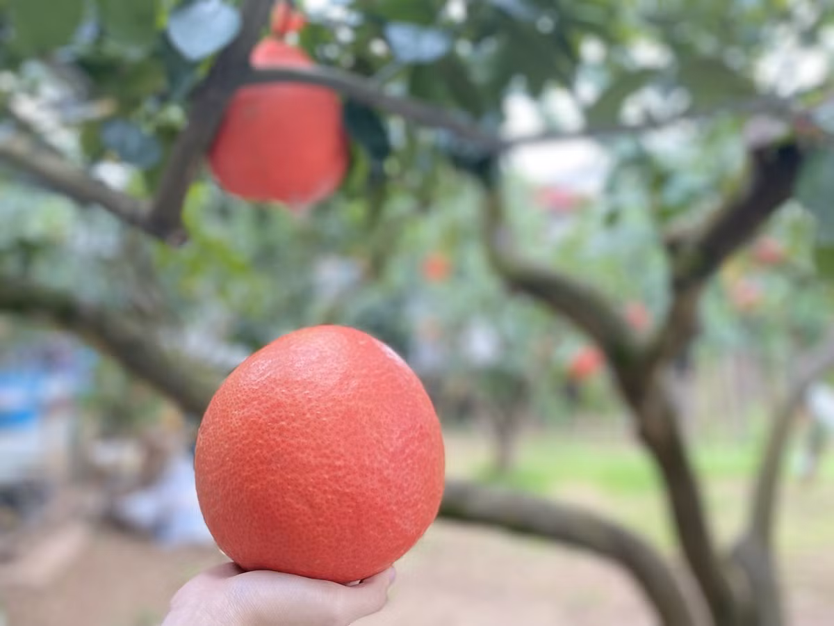 Thôn Đông Cao, xã Tráng Việt, huyện Mê Linh, Hà Nội đang lưu giữ giống bưởi đỏ quý hiếm (còn gọi là bưởi gấc hay bưởi đỏ "tiến vua"). Dù còn khoảng hơn một tháng nữa mới đến Tết Âm lịch nhưng bưởi đỏ Đông Cao đã gần như “cháy hàng”. Do đây là loại bưởi hiếm nên có giá cao hơn so với các loại bưởi thông thường (dao động 50 000 - 70 000 đồng/1 quả). 