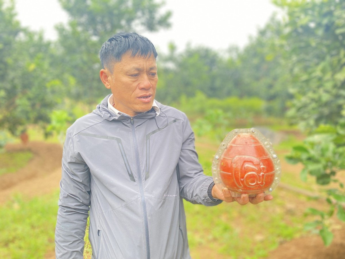 Bưởi đỏ trái nũm có thành cao được ép khuôn tạo hình giọt nước. Theo ông Lương Văn Phương - Chủ tịch Hội đồng quản trị hợp tác xã bưởi đỏ Đông Cao, mặc dù chưa đến Tết dương lịch nhưng 80% số bưởi đỏ trong vườn đã được đặt hàng hết. 