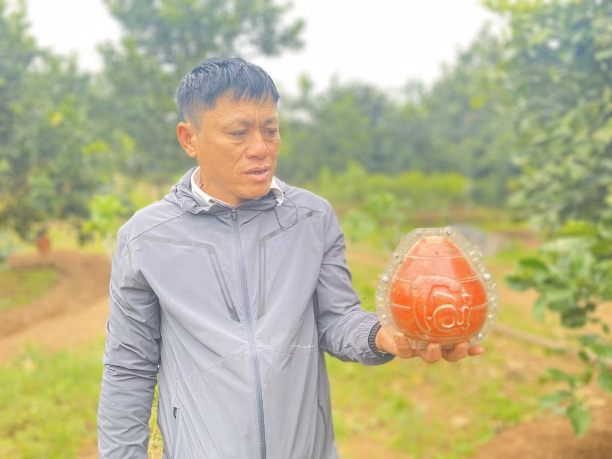 Bưởi đỏ trái nũm có thành cao được ép khuôn tạo hình giọt nước. Theo ông Lương Văn Phương - Chủ tịch Hội đồng quản trị hợp tác xã bưởi đỏ Đông Cao, mặc dù chưa đến Tết dương lịch nhưng 80% số bưởi đỏ trong vườn đã được đặt hàng hết. 