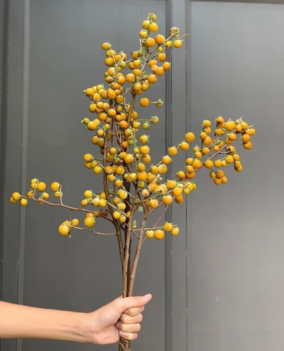 Những loại cành quả lạ đang hút khách cắm chơi - Hình 2 Nhung loai canh qua la dang hut khach cam choi-Hinh-2