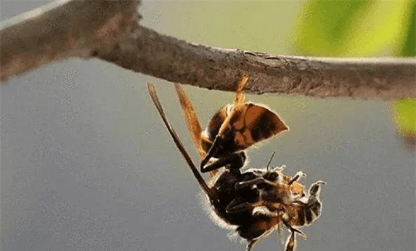 Cung la ong rung, tai sao ong vo ve lai hung du?-Hinh-3