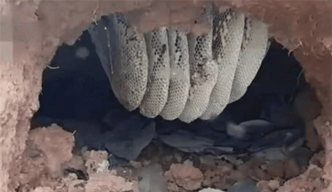 Cung la ong rung, tai sao ong vo ve lai hung du?-Hinh-4