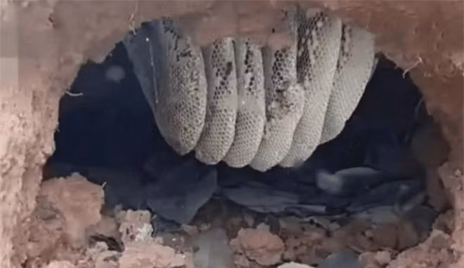 Cung la ong rung, tai sao ong vo ve lai hung du?-Hinh-4