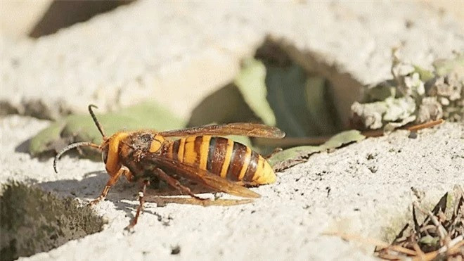 Cung la ong rung, tai sao ong vo ve lai hung du?