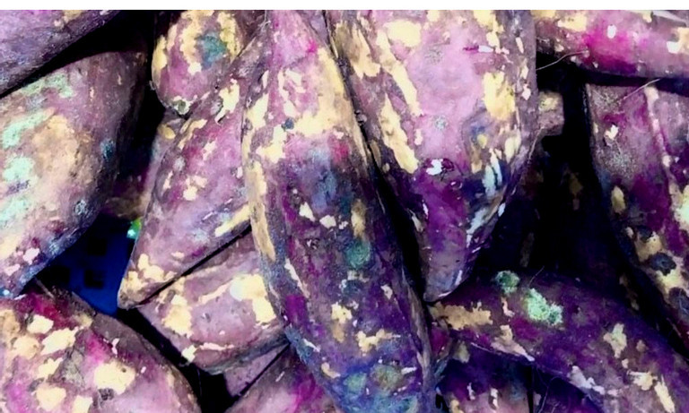 Vu hang loat hoc sinh nhap vien sau an: Phat hien them khoai lang moc-Hinh-3