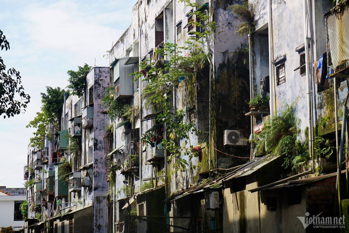 Ghi nhận của PV. VietNamNet ngày 26/12, các bức tường chung cư bị bong tróc, loang lổ, là nơi cây cối bén rễ mọc um tùm phía sau các dãy nhà.