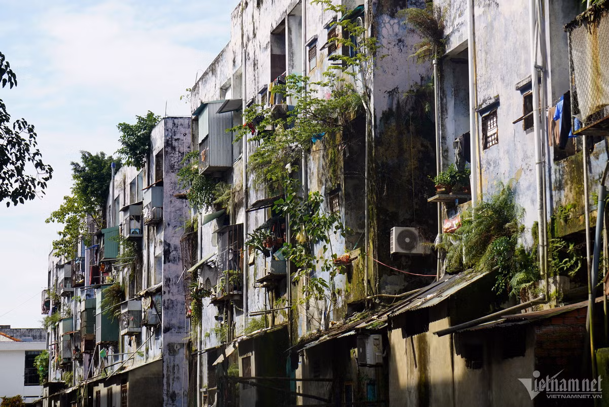 Ghi nhận của PV. VietNamNet ngày 26/12, các bức tường chung cư bị bong tróc, loang lổ, là nơi cây cối bén rễ mọc um tùm phía sau các dãy nhà.