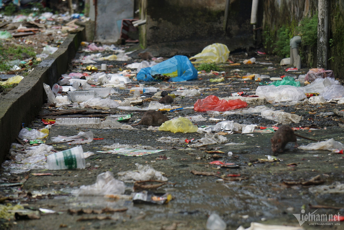 Hệ thống thoát nước của khu chung cư hư hỏng, xuống cấp khiến nước thải sinh hoạt từ các hộ dân đổ ra không thoát được, bốc mùi hôi nồng nặc, thành nơi trú ngụ của chuột.