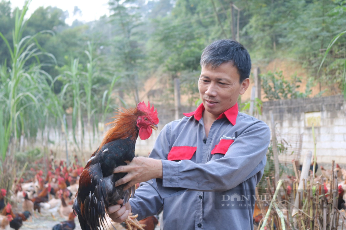 Tỷ phú nuôi gà thả vườn ở Lào Cai, giám sát - Hình 2 Ty phu nuoi ga tha vuon o Lao Cai, giam sat-Hinh-2