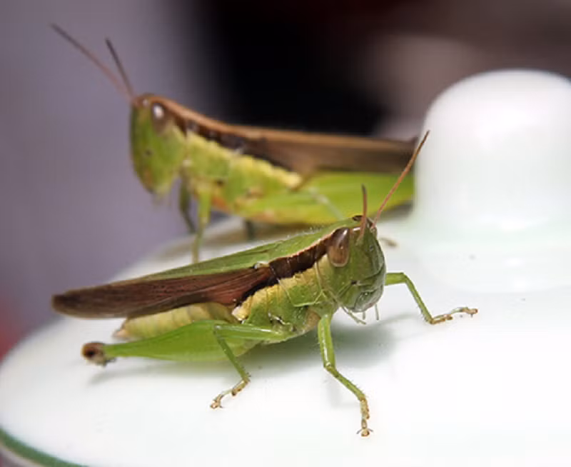 Khi chuot, chau chau, ong… do bom min hieu qua hon con nguoi-Hinh-3