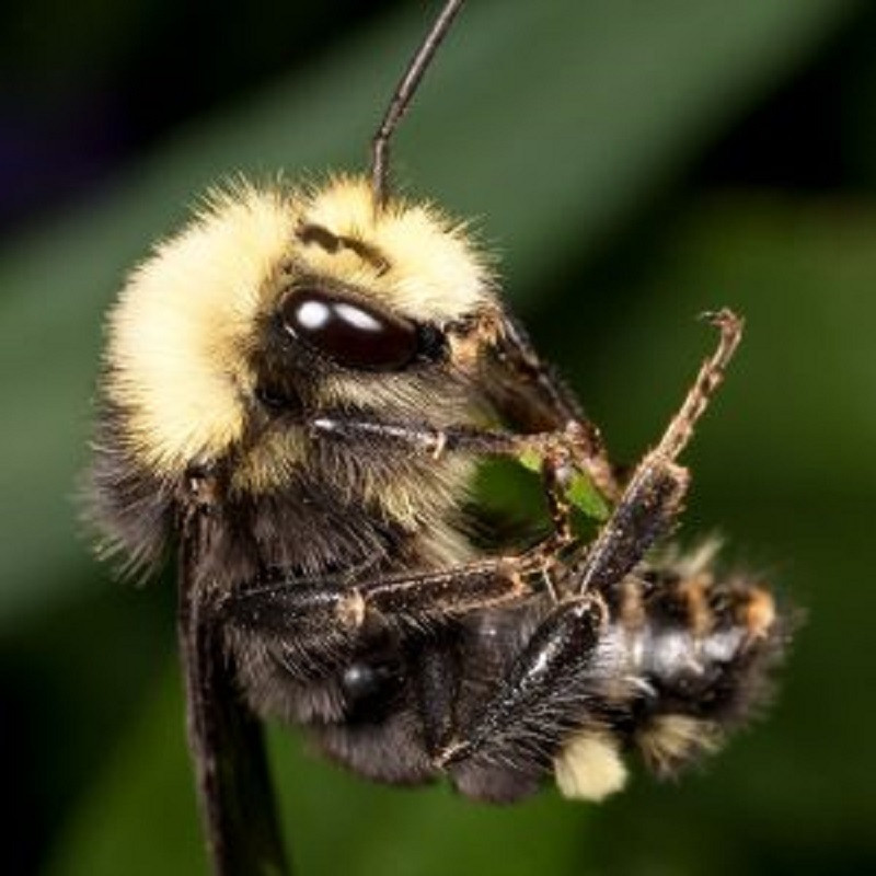 Khi chuot, chau chau, ong… do bom min hieu qua hon con nguoi-Hinh-4