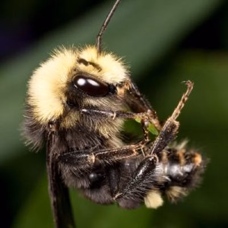 Khi chuot, chau chau, ong… do bom min hieu qua hon con nguoi-Hinh-4