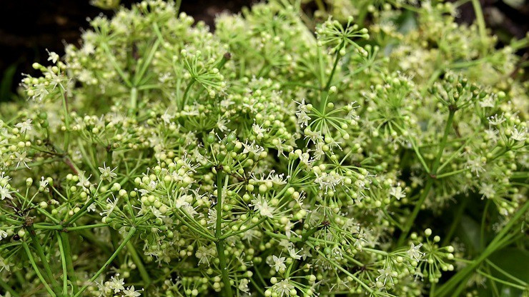 Theo chân “thợ rừng” tìm mật ong đắng, nửa tháng thu trăm triệu - Hình 3 Theo chan “tho rung” tim mat ong dang, nua thang thu tram trieu-Hinh-3