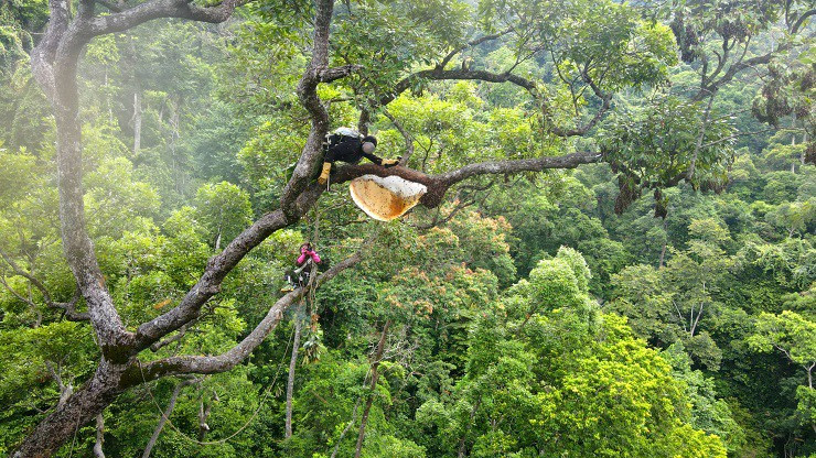 Theo chân “thợ rừng” tìm mật ong đắng, nửa tháng thu trăm triệu - Hình 9 Theo chan “tho rung” tim mat ong dang, nua thang thu tram trieu-Hinh-9