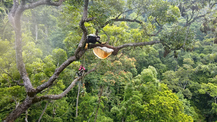 Theo chan “tho rung” tim mat ong dang, nua thang thu tram trieu-Hinh-9