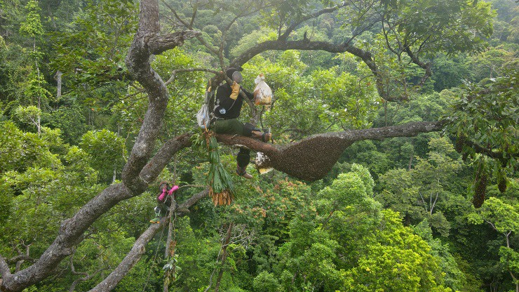 Theo chân “thợ rừng” tìm mật ong đắng, nửa tháng thu trăm triệu - Hình 5 Theo chan “tho rung” tim mat ong dang, nua thang thu tram trieu-Hinh-5