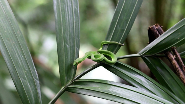 Theo chân “thợ rừng” tìm mật ong đắng, nửa tháng thu trăm triệu - Hình 8 Theo chan “tho rung” tim mat ong dang, nua thang thu tram trieu-Hinh-8