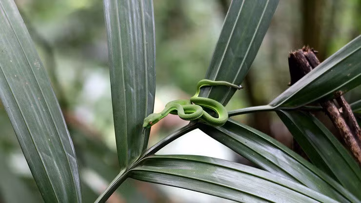 Theo chan “tho rung” tim mat ong dang, nua thang thu tram trieu-Hinh-8