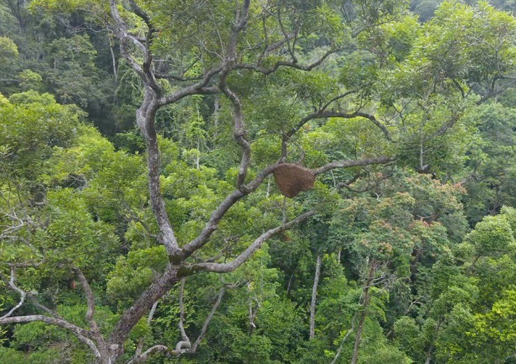 Theo chân “thợ rừng” tìm mật ong đắng, nửa tháng thu trăm triệu - Hình 6 Theo chan “tho rung” tim mat ong dang, nua thang thu tram trieu-Hinh-6