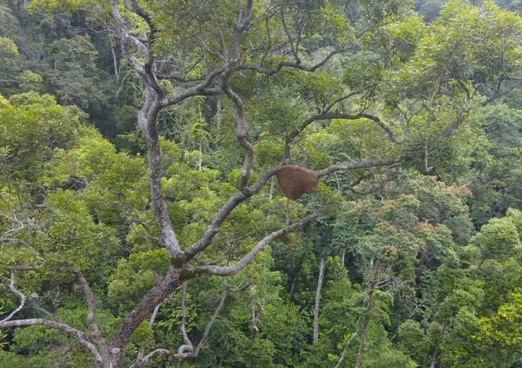 Theo chan “tho rung” tim mat ong dang, nua thang thu tram trieu-Hinh-6