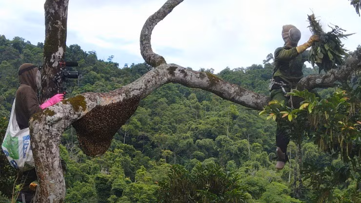 Theo chan “tho rung” tim mat ong dang, nua thang thu tram trieu-Hinh-7